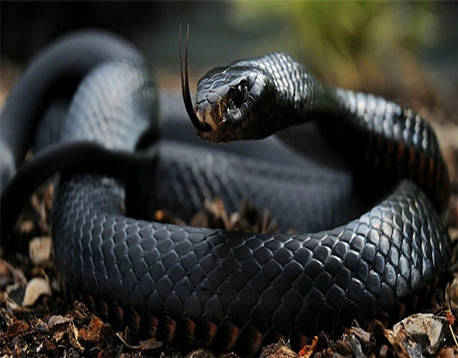 Nằm mơ thấy con rắn đen
